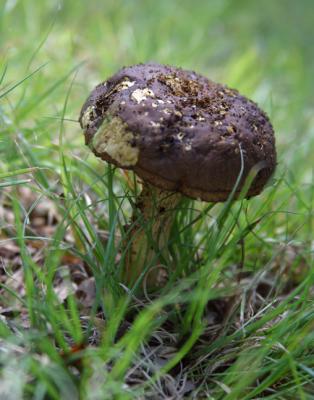 Mushrooms 48.jpg