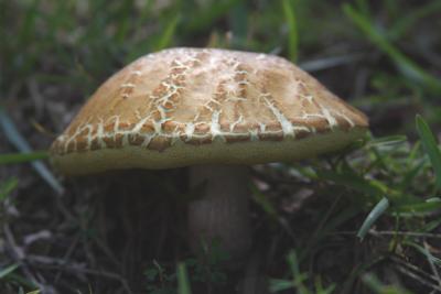 Mushrooms 50.jpg