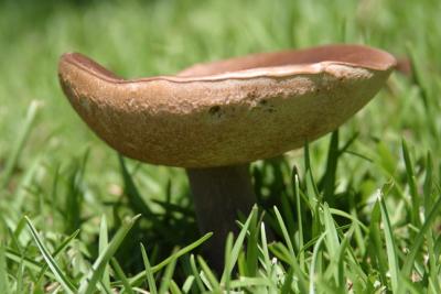 Mushrooms 44.jpg