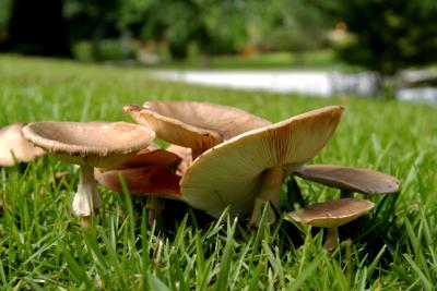 Mushrooms 39.jpg