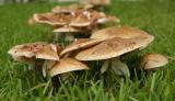 Mushrooms 25.jpg