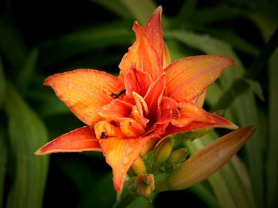 Day Lily