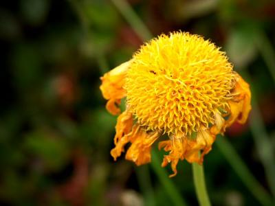 Gaillardia