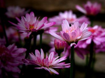 Argyranthemum