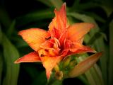 Day Lily