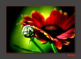 Gaillardia