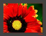 Gaillardia