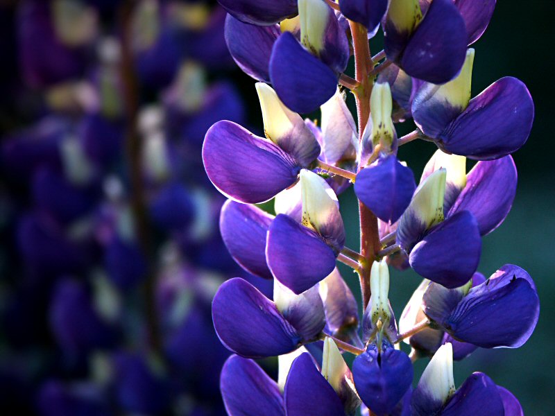 Lupin