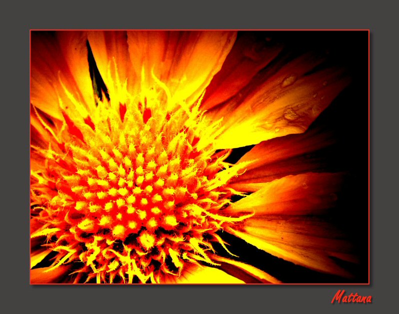 Gaillardia
