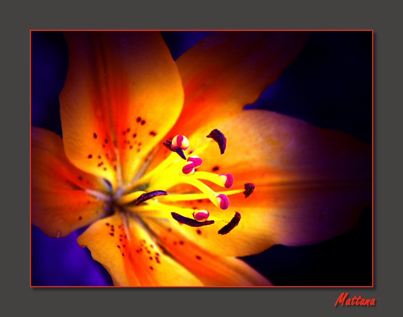 Lily