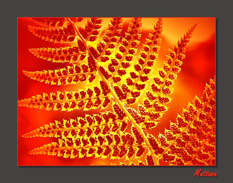 Fern