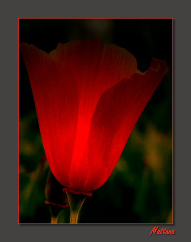 California Poppy