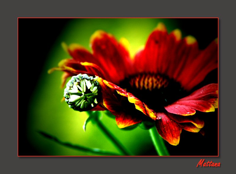 Gaillardia