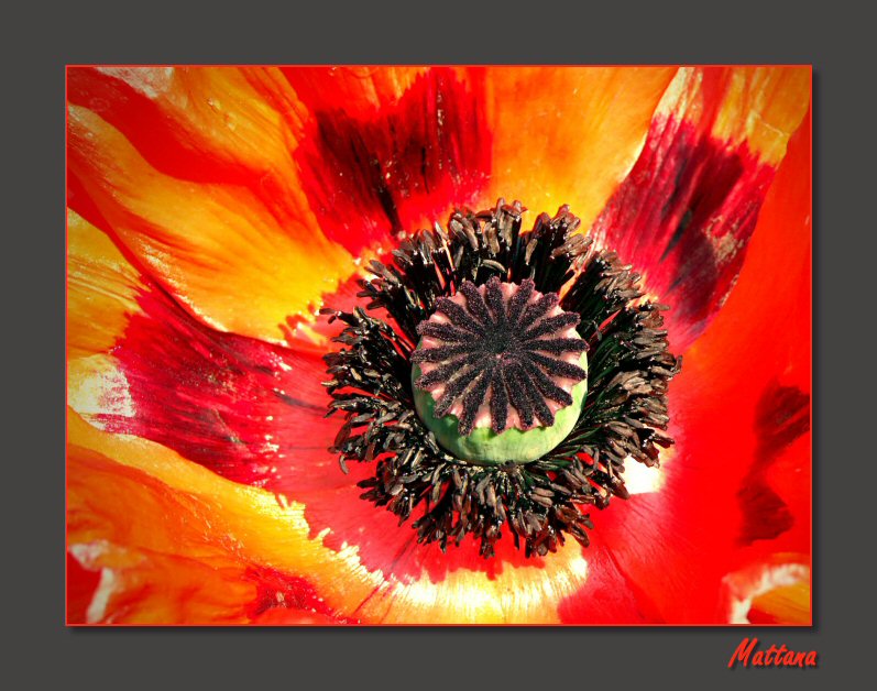 Poppy
