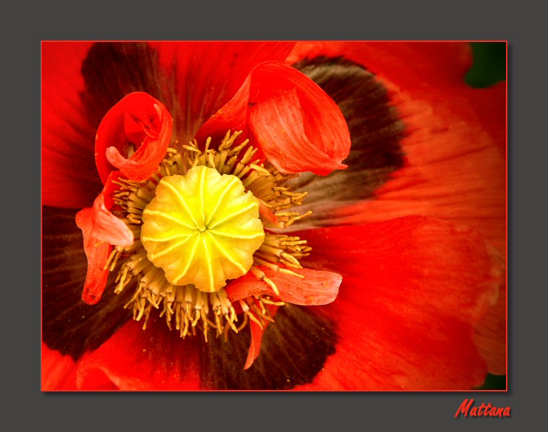 Poppy