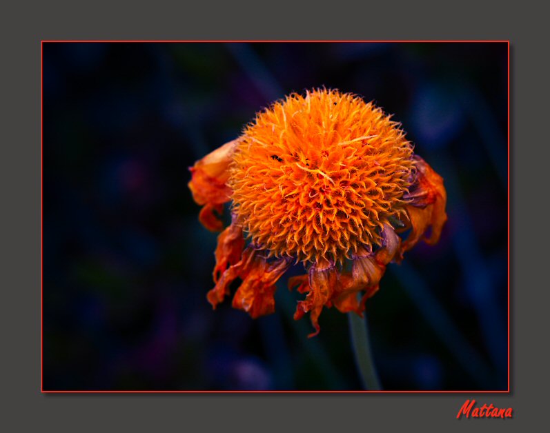 Gaillardia