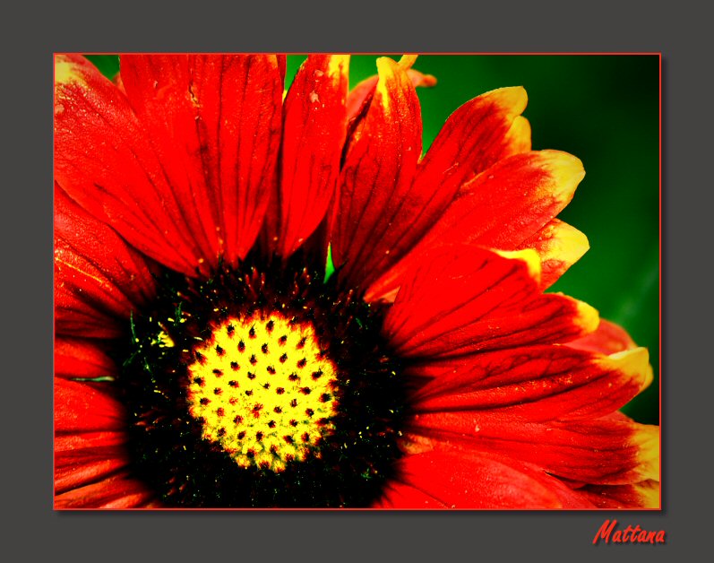 Gaillardia