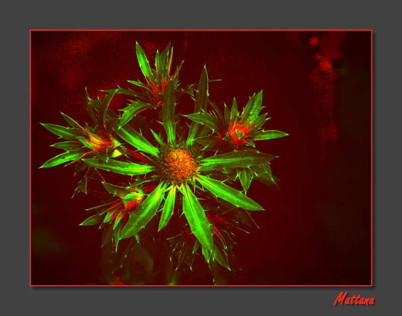 Eryngium