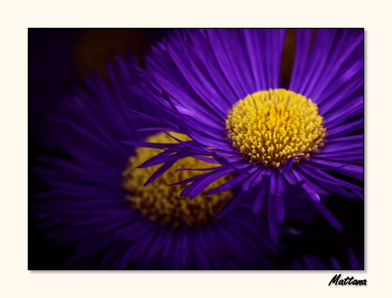 Aster