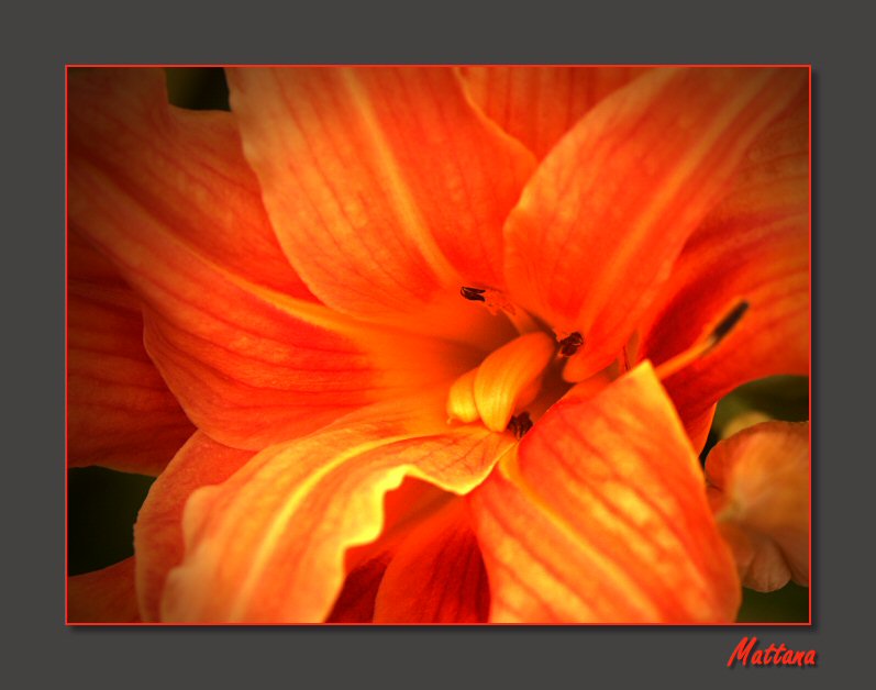 Day Lily