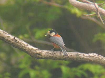 Varied Tit