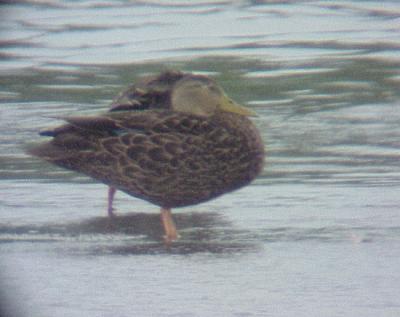 Mottled Duck