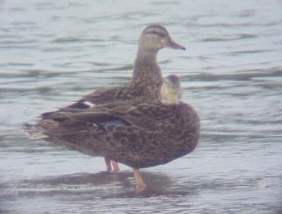 Mottled Duck