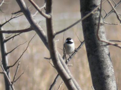 Carolina Chickadee