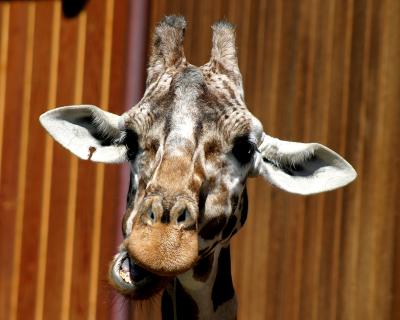 zoo0116R1.jpg