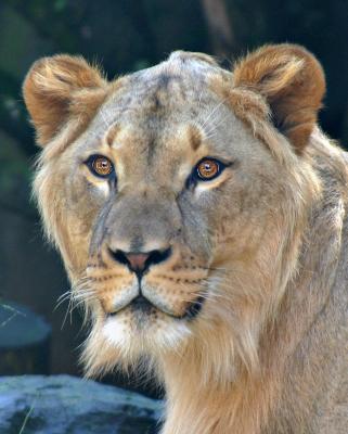 zoo0004R1.jpg