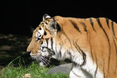 zoo0055R1.jpg