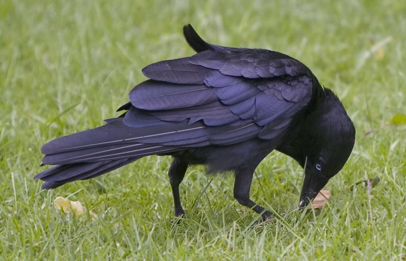 Crow-feeding.jpg