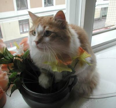 Punkku loves the flower pot.