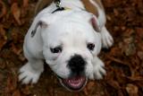 Lardon the English bulldog