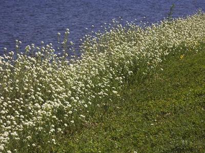 Wildflowers on the Bank