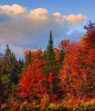 Algonquin Autumn Colors 6080