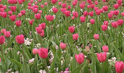 Sea of Tulips