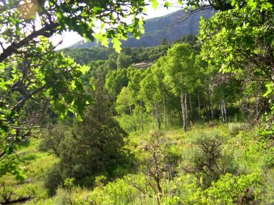 Aspen Grove