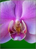 Orchids heart