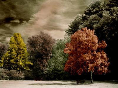 IR Trees Colorized