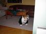 __tn_28.jan.2004hshundar004.jpg