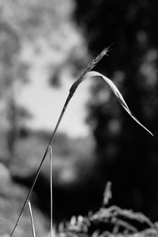 DSC_2825_BW.jpg