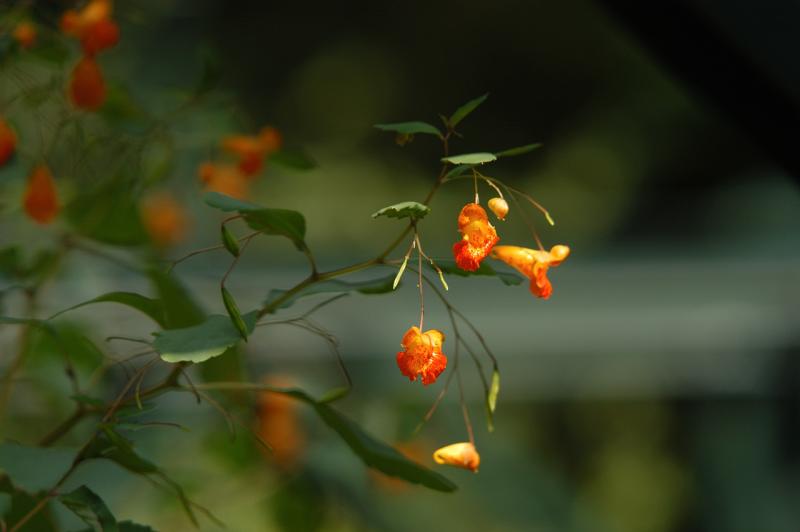 DSC_2748.jpg