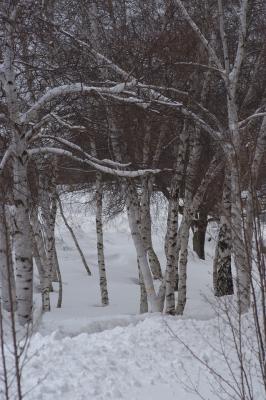 DSC_0964.jpg