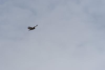 DSC_0996.jpg