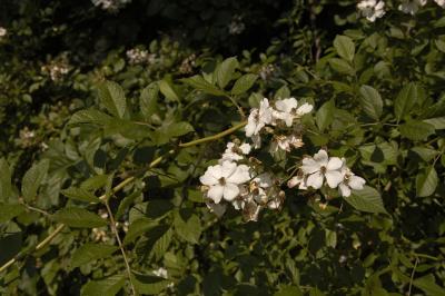 DSC_2316.jpg