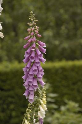 DSC_2336.jpg