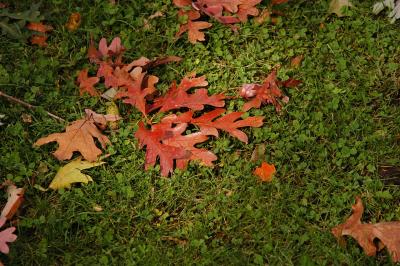 DSC_2887.jpg