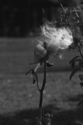 DSC_2790_BW.jpg