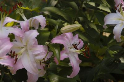 DSC_2450.jpg
